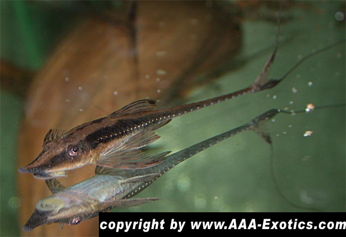 Sturisoma nigrirostrum